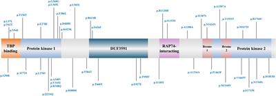 Association Study of TAF1 Variants in Parkinson’s Disease